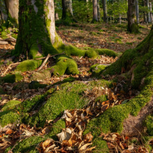Welche Thüringer Waldgebiete gehören dazu?